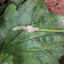 Image of Plantago palmata Hook. fil.