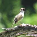 Image of Cisticola chiniana campestris Gould 1845