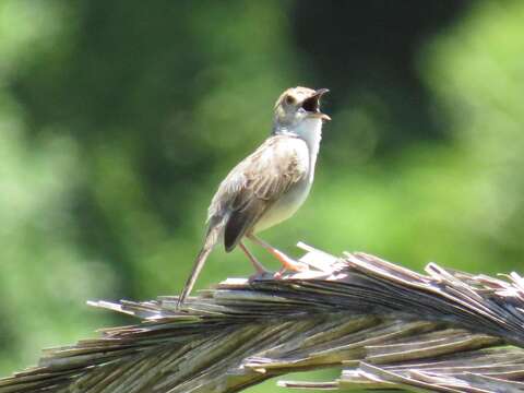 Image of Cisticola chiniana campestris Gould 1845