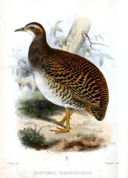 Image of Pale-browed Tinamou