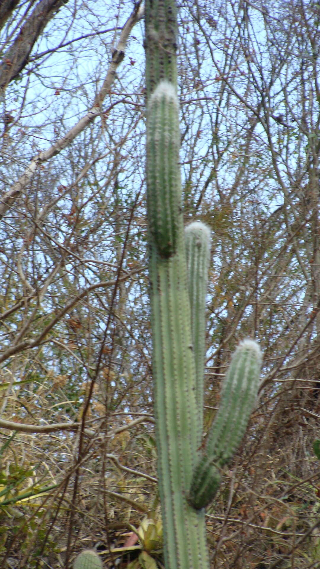 Pilosocereus quadricentralis (E. Y. Dawson) Backeb. resmi