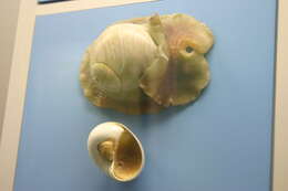 Image of lobed moonsnail