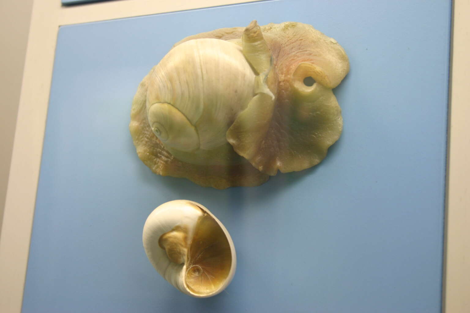 Image of lobed moonsnail