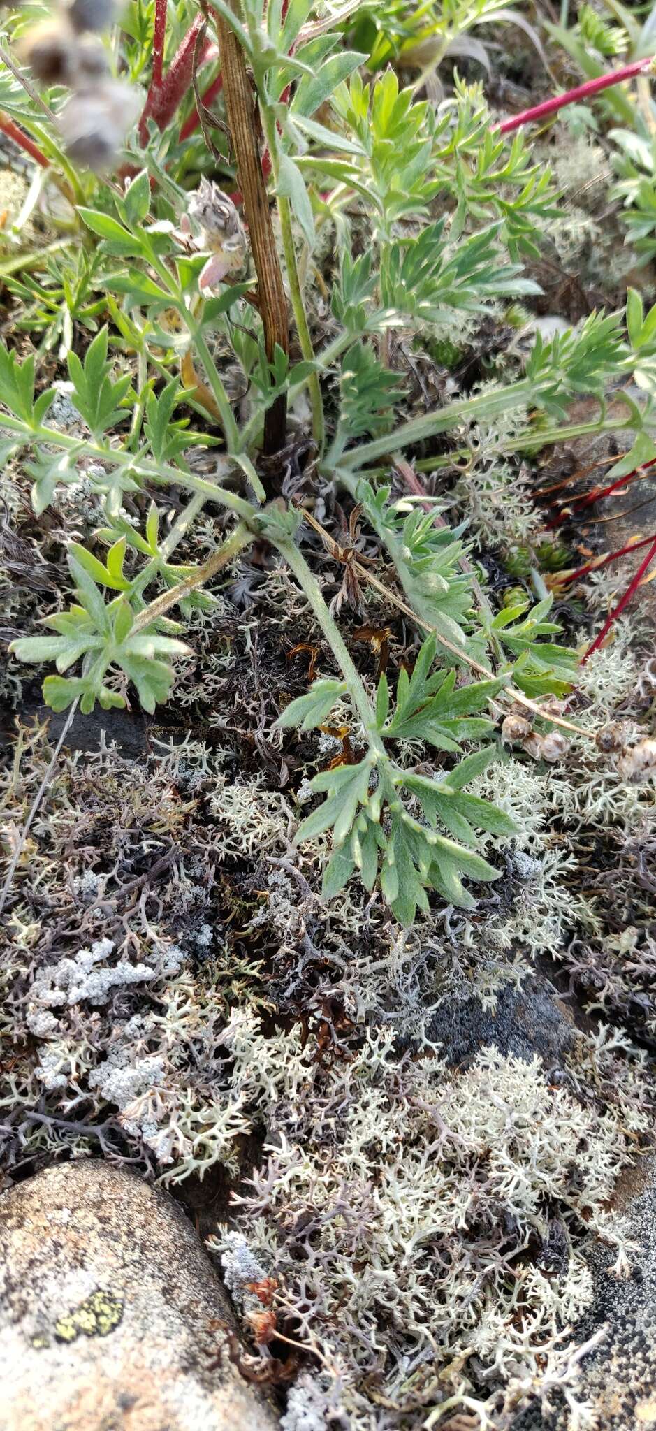 Image of Artemisia arctica