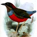 Image of Whiskered Pitta