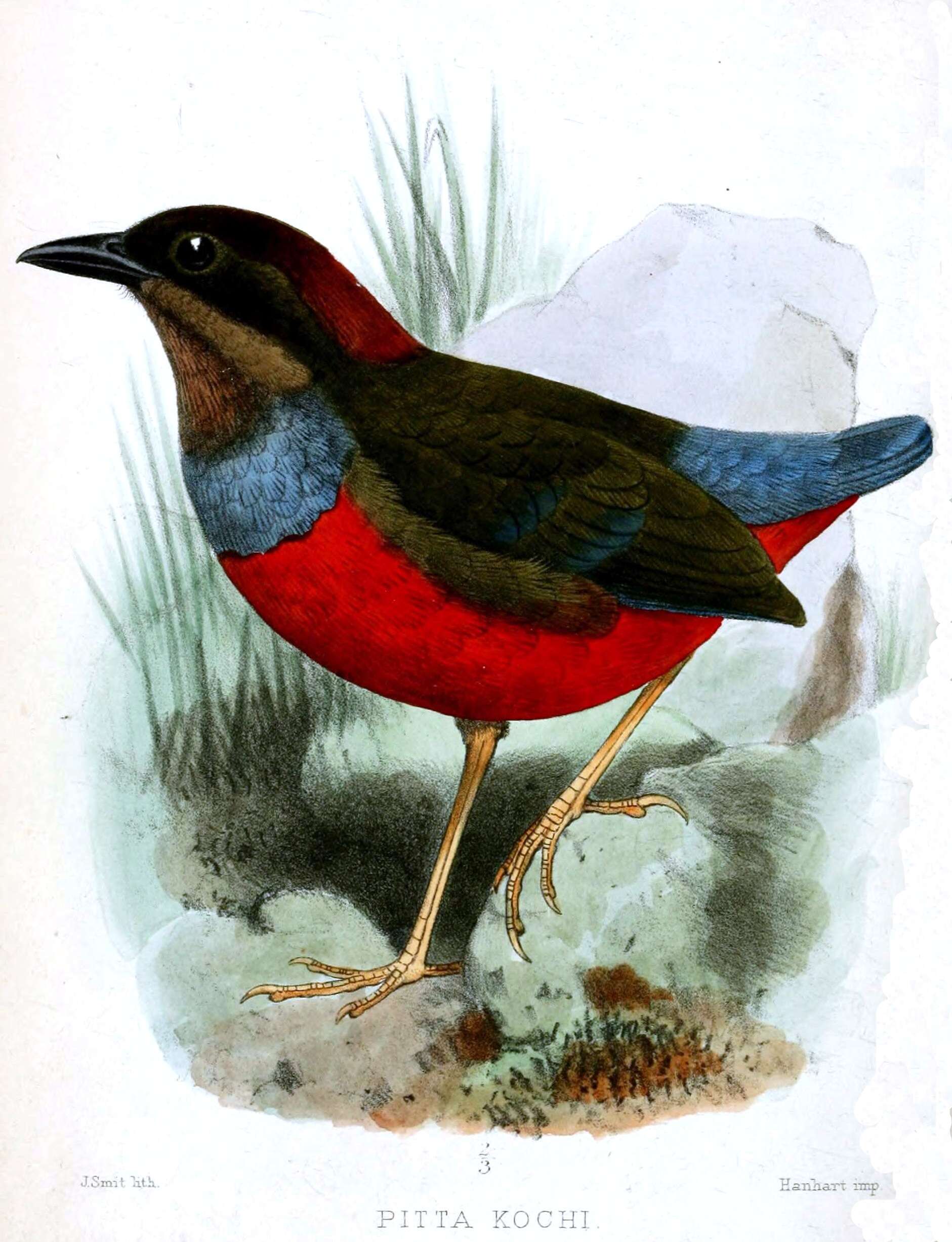 Image of Whiskered Pitta
