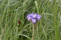 Plancia ëd Phacelia tanacetifolia Benth.