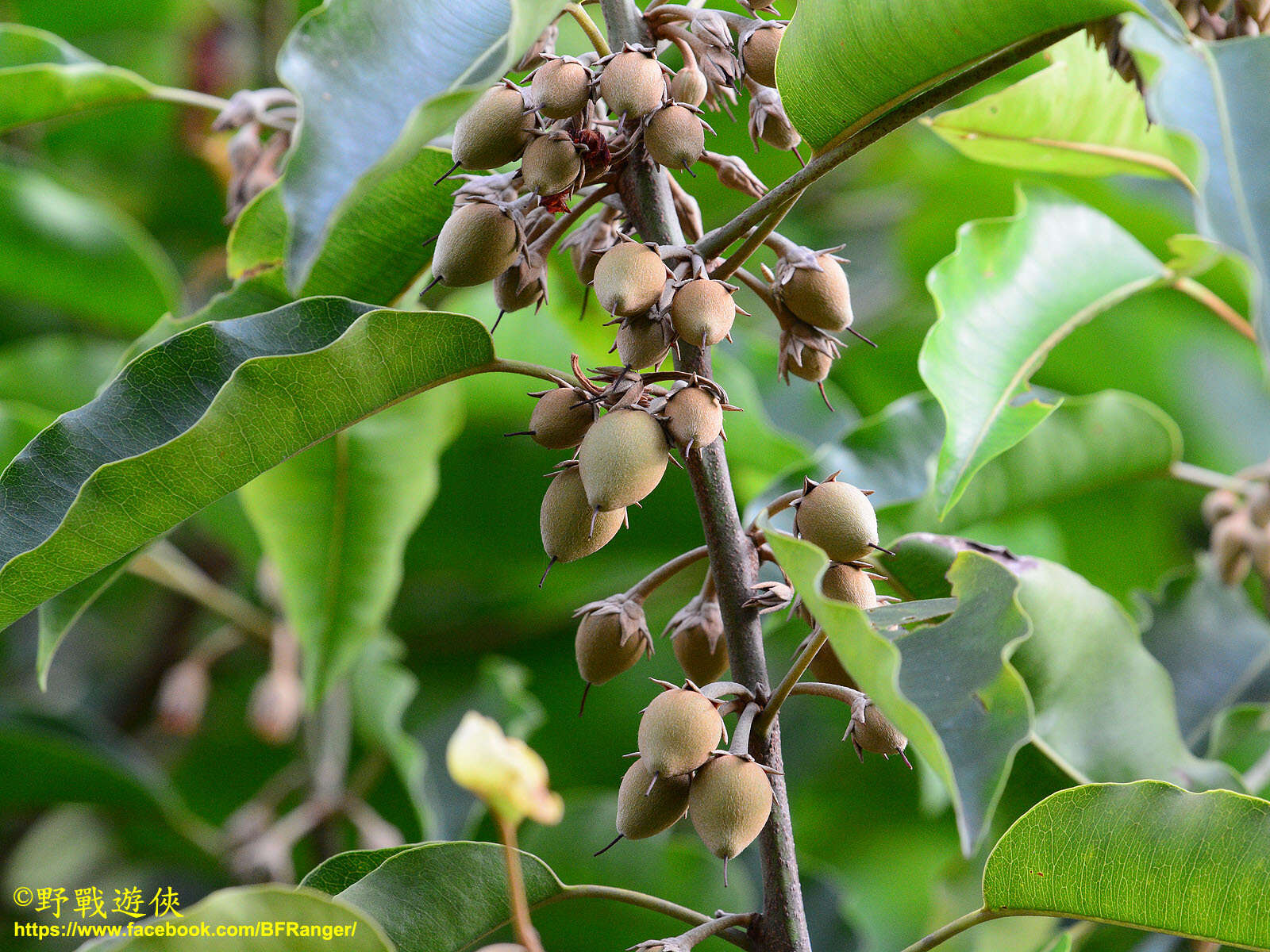 Image of Spanish cherry