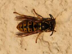 Image of German Wasp