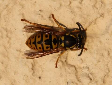 Image of German Wasp