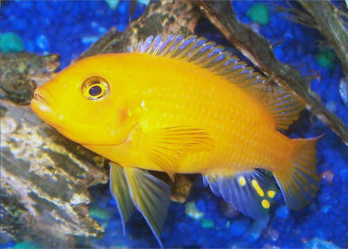 Image of Cichlid