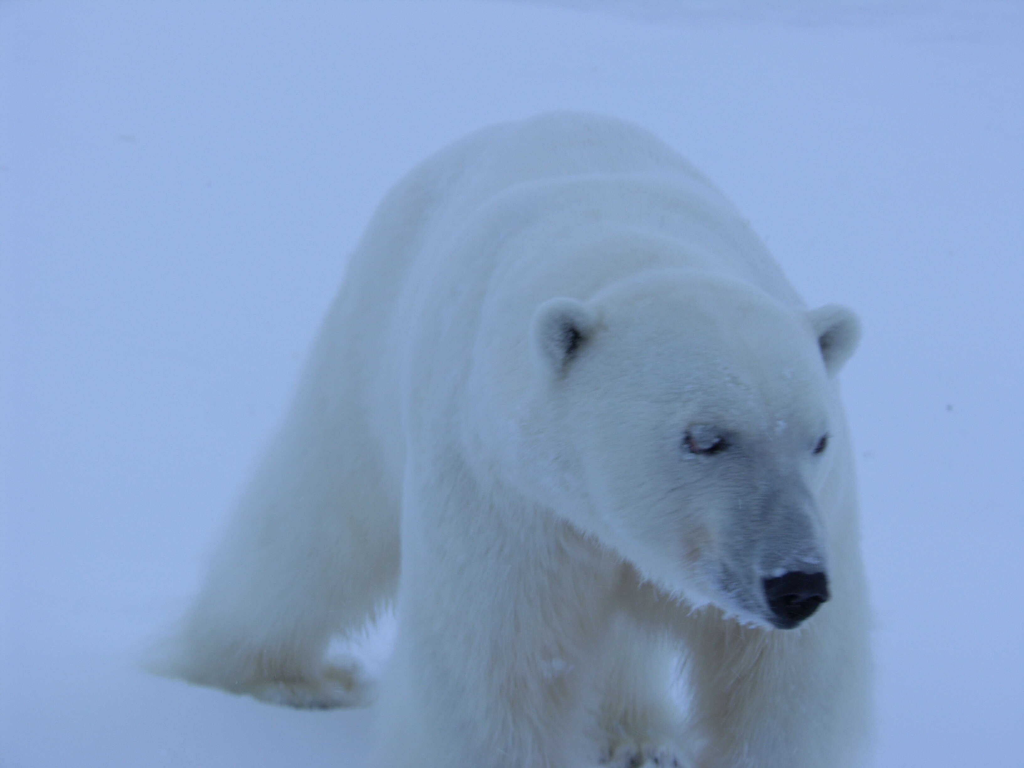 Image de Ours blanc