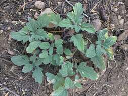 Image of waterleaf phacelia