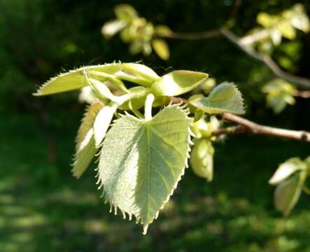 Image of Henry's Lime