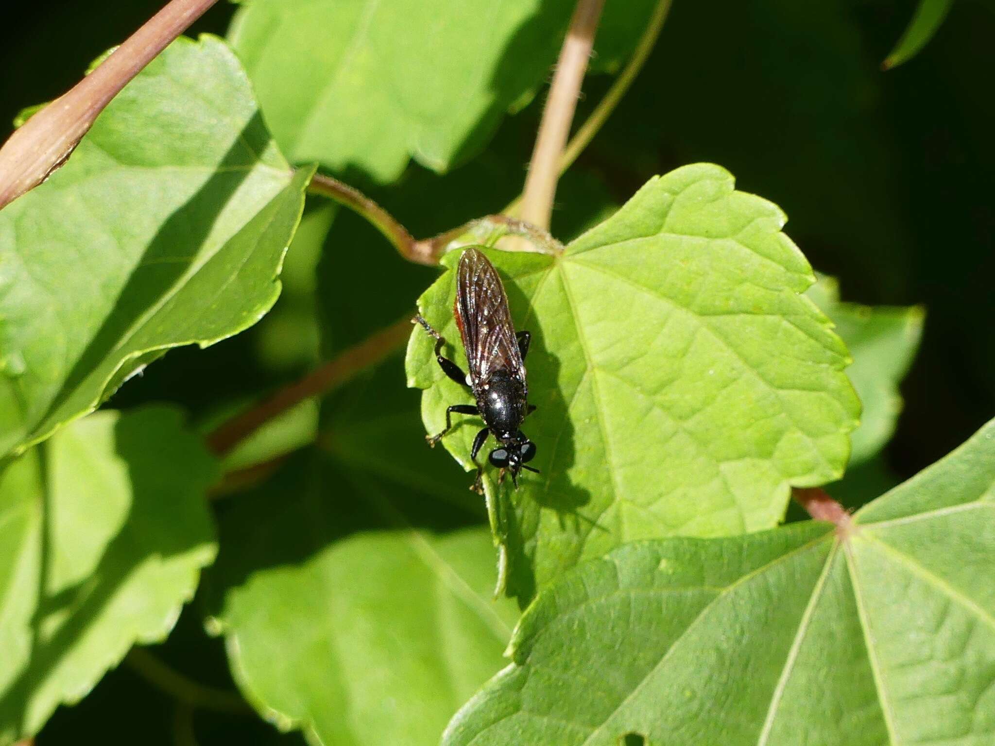 Image of Lampria bicolor (Wiedemann 1828)