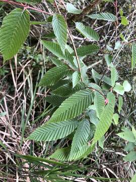 Слика од Carpinus rankanensis Hayata