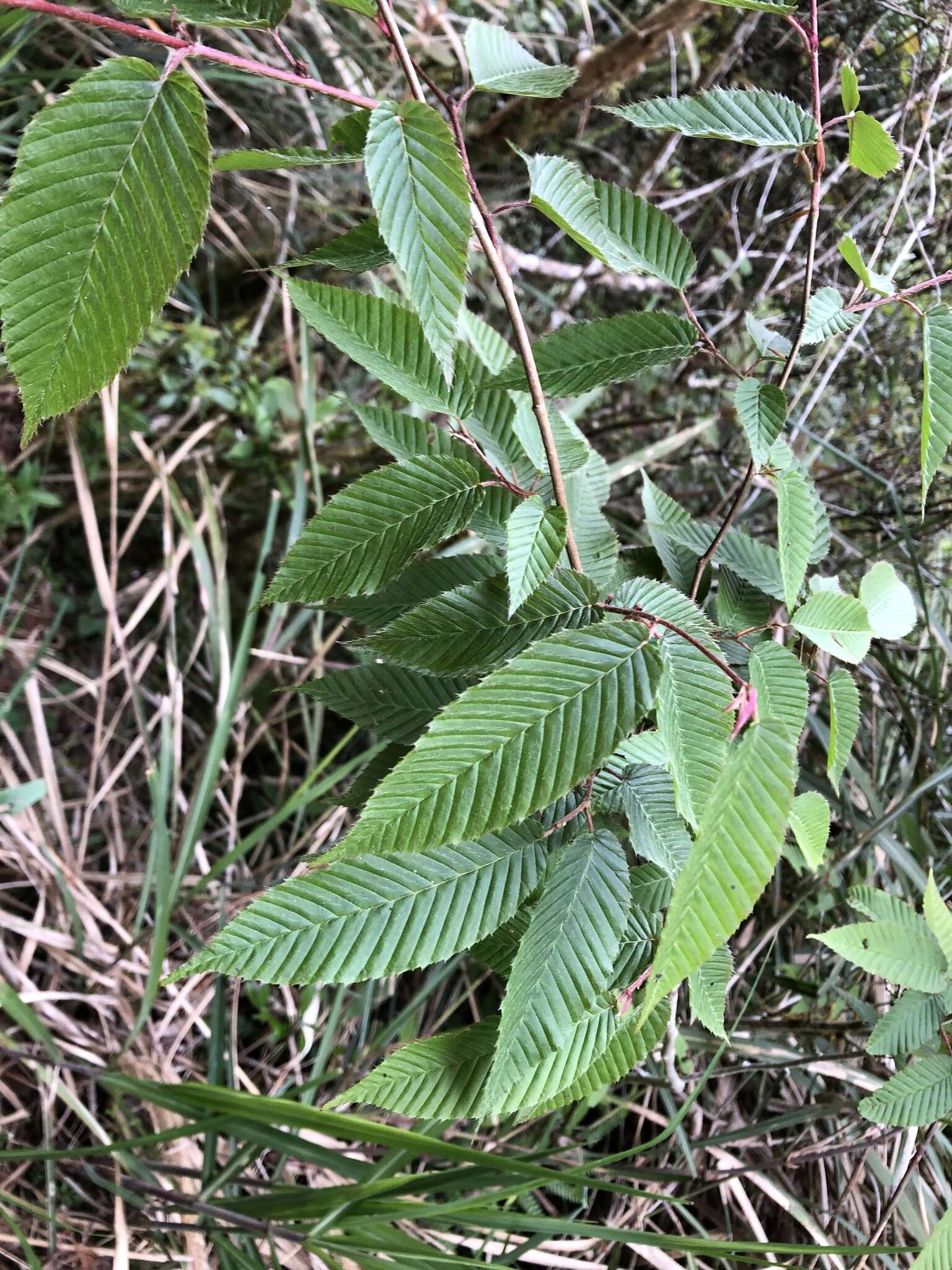 Image of Carpinus rankanensis Hayata