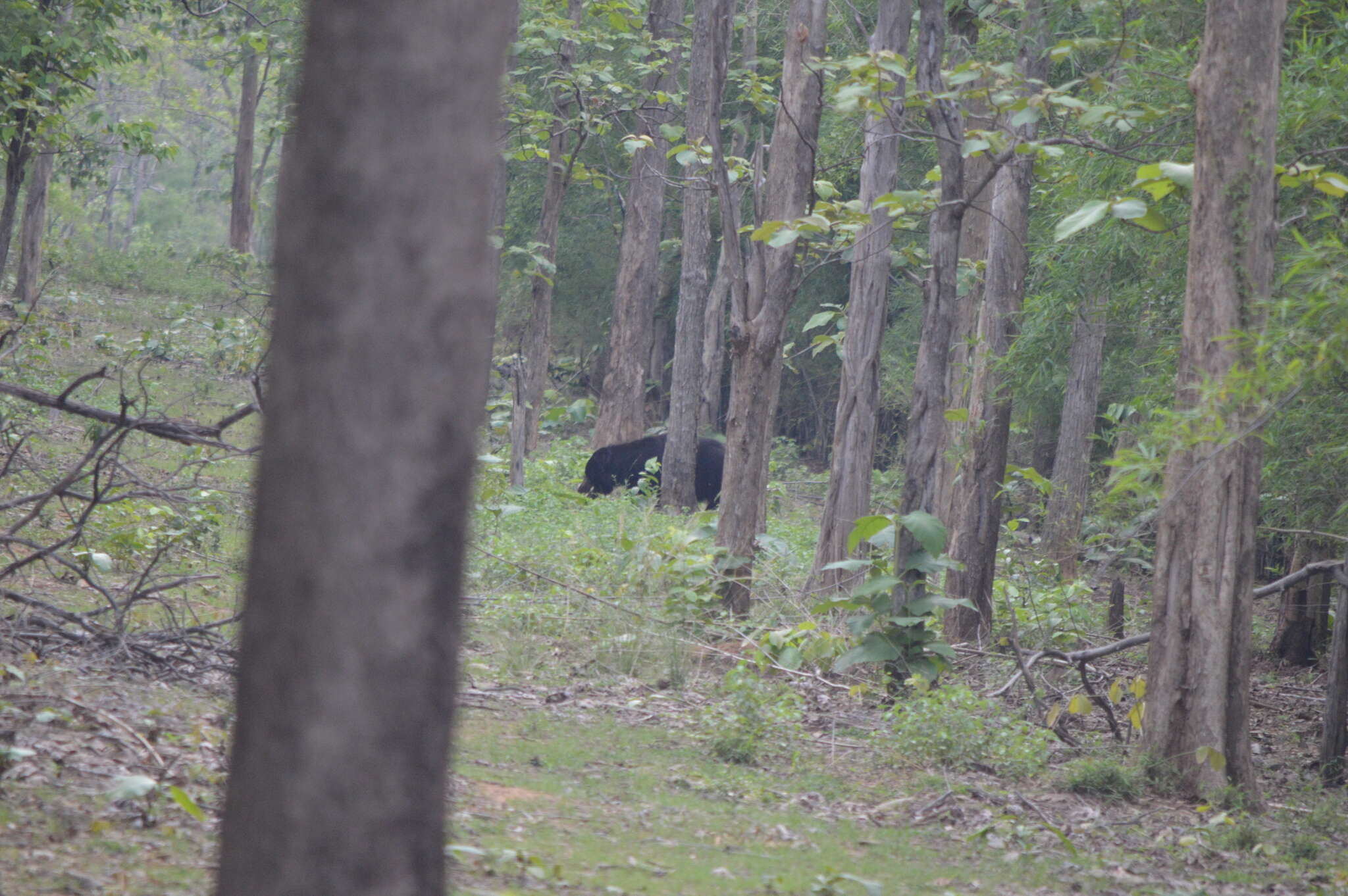 صورة Melursus ursinus ursinus (Shaw 1791)