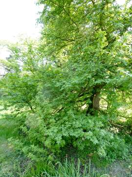 Image of Oriental Sweetgum