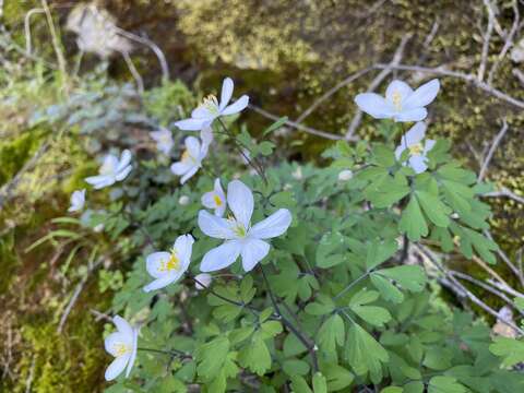 Image of western false rue anemone