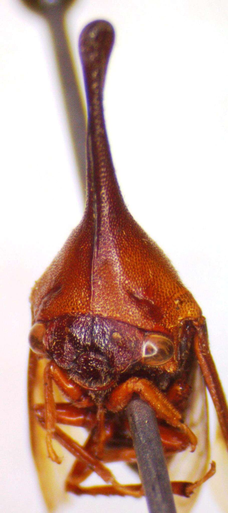 Image of Guayaquila gracilicornis Stål