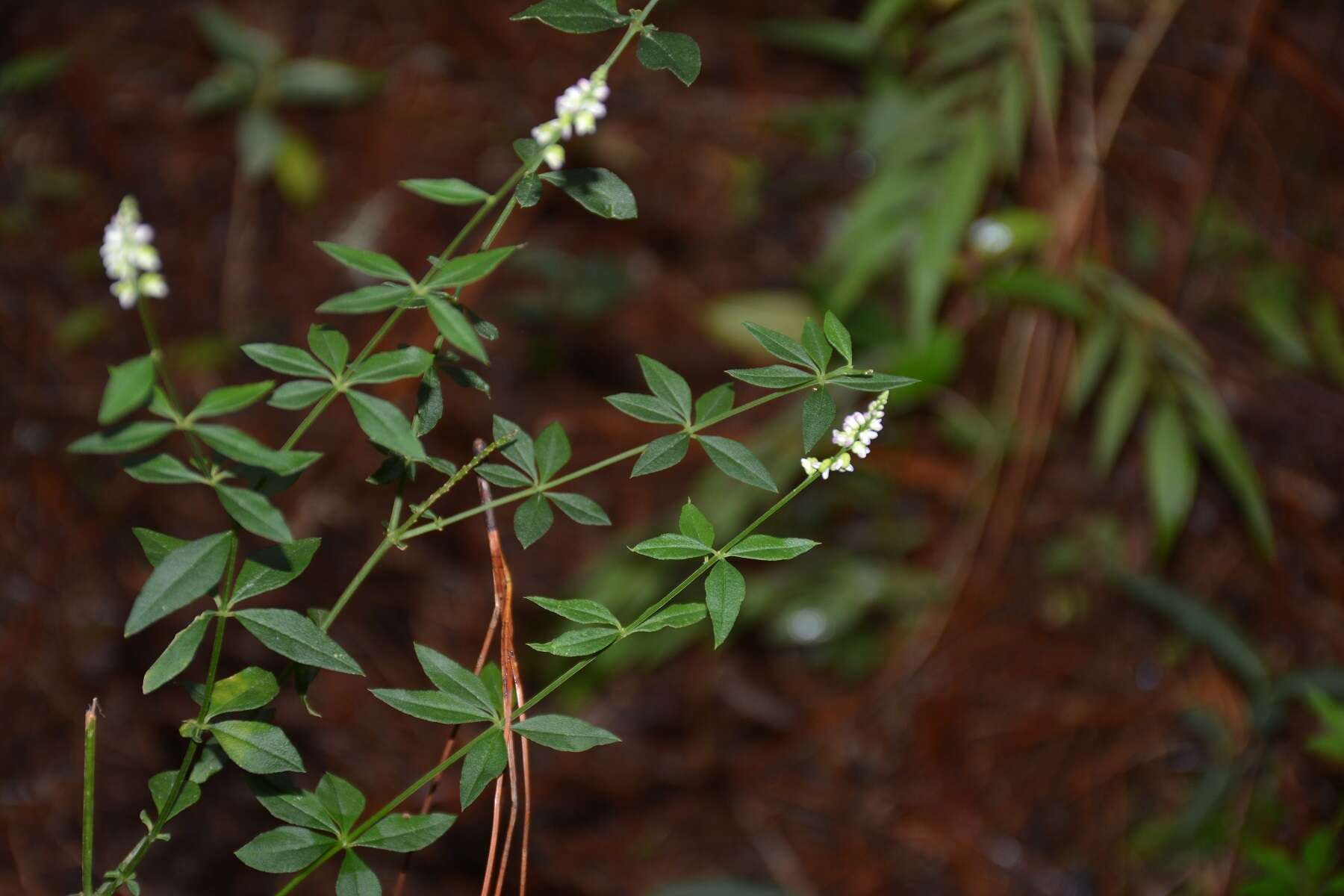 Слика од Polygala aparinoides Hook. & Arn.