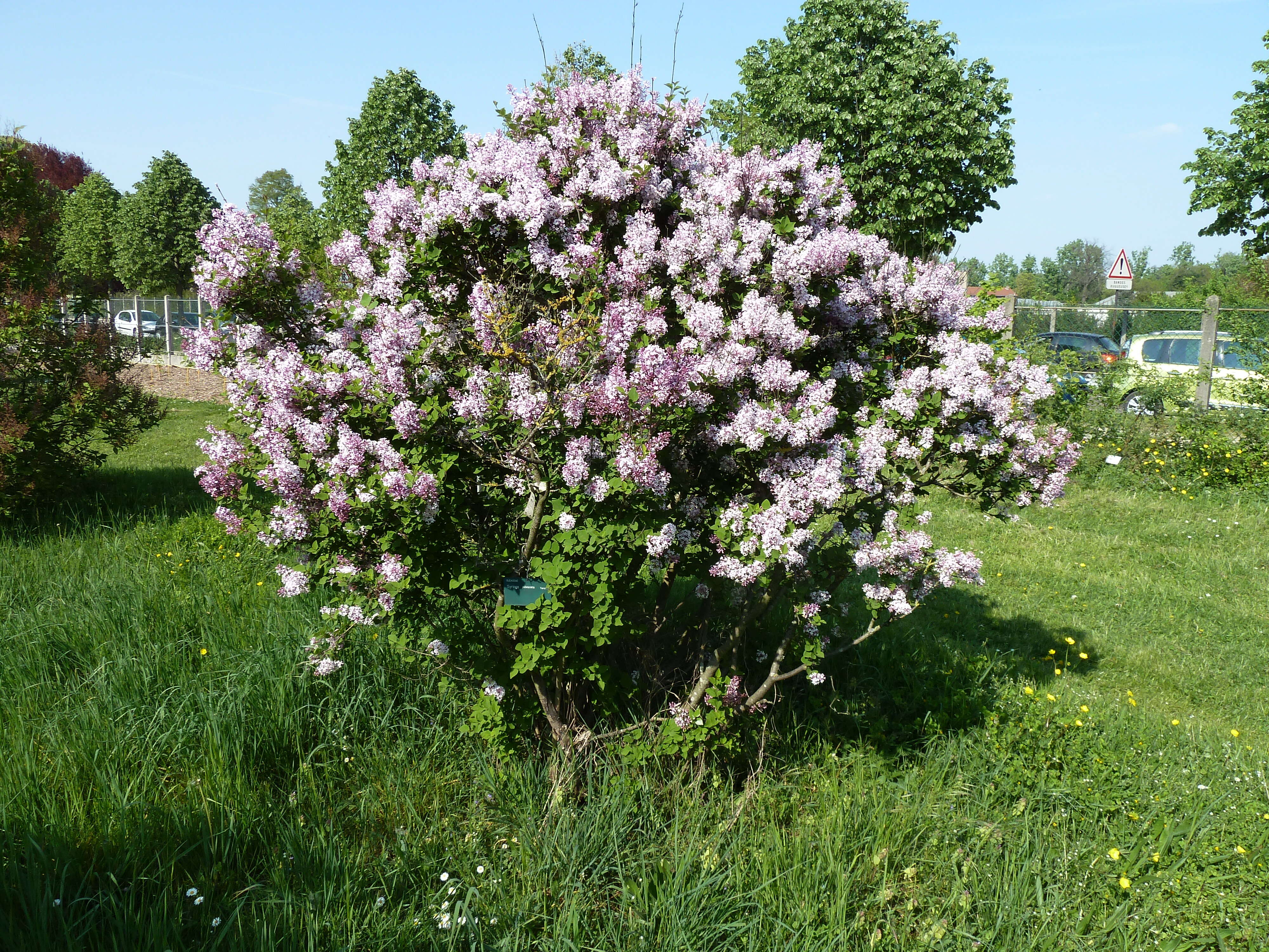 Sivun Syringa pubescens Turcz. kuva