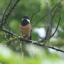 Image of Pere David's Tit