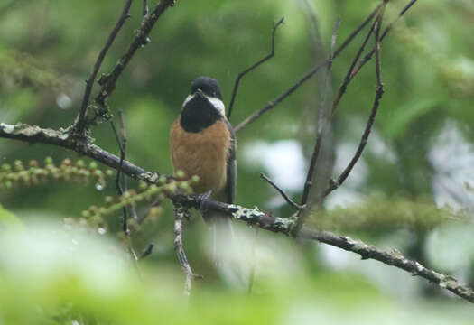 Image of Pere David's Tit