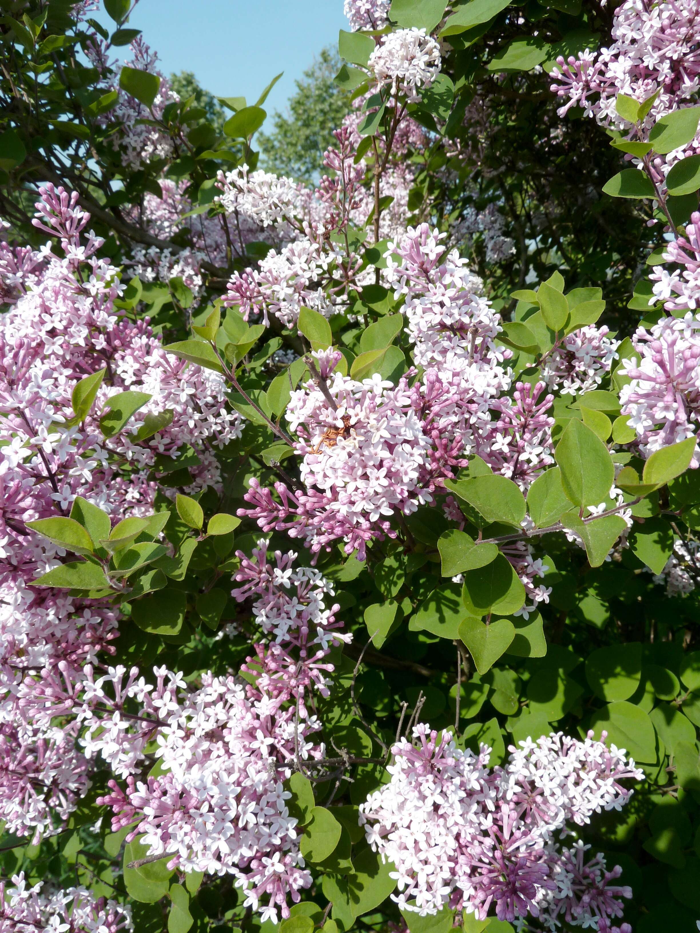 Sivun Syringa pubescens Turcz. kuva