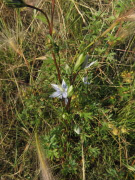 Image of Lomatogonium rotatum (L.) Fr. ex Fernald