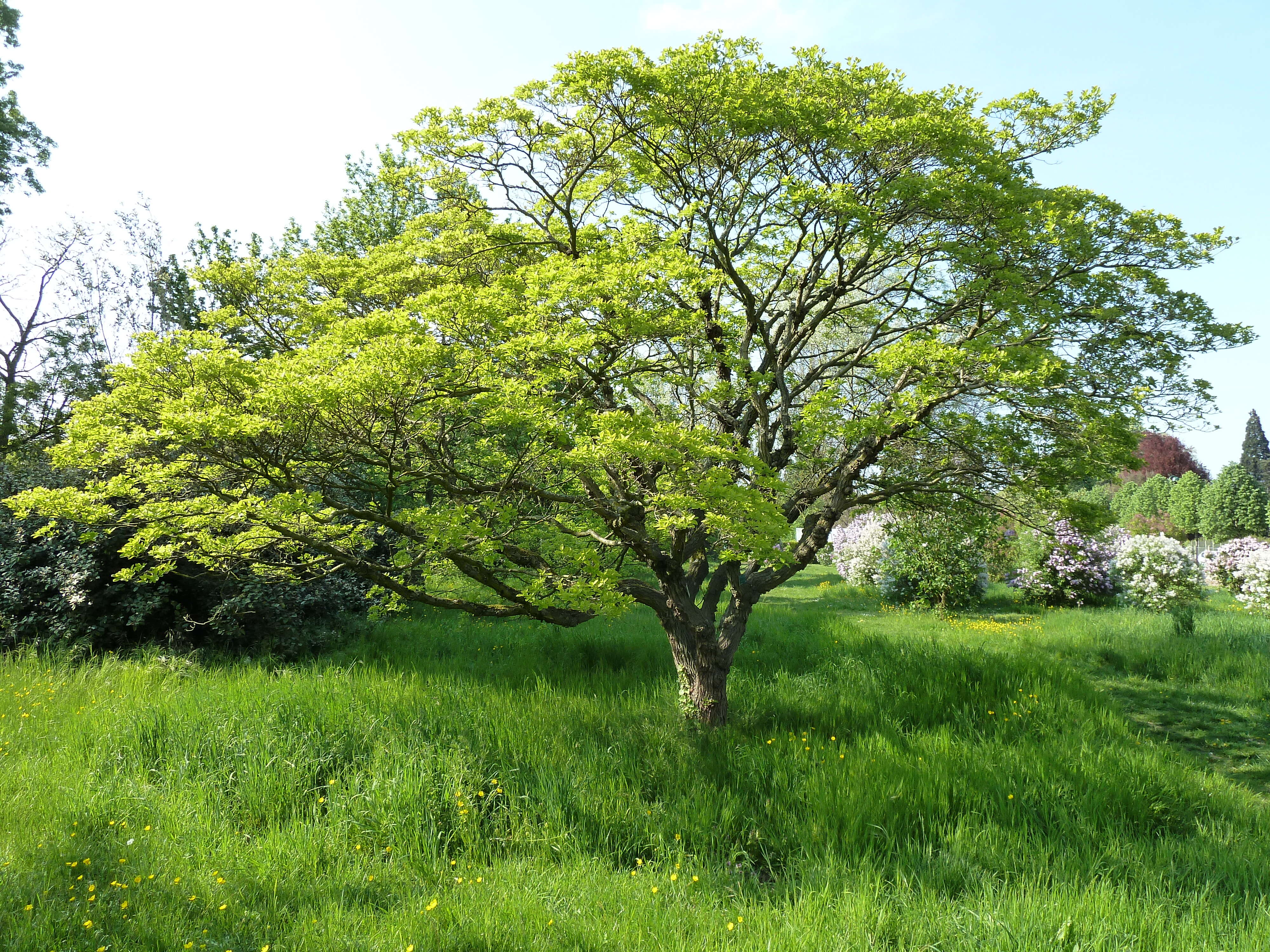 Image of Chinese Fringetree