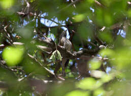 Image of Scaly-throated Honeyguide