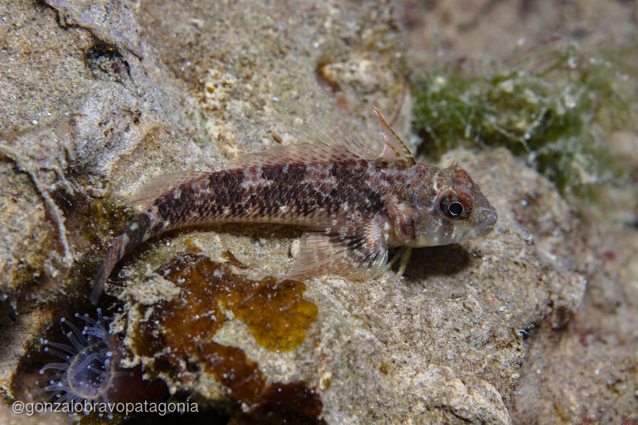 Image of Cunningham&#39;s triplefin