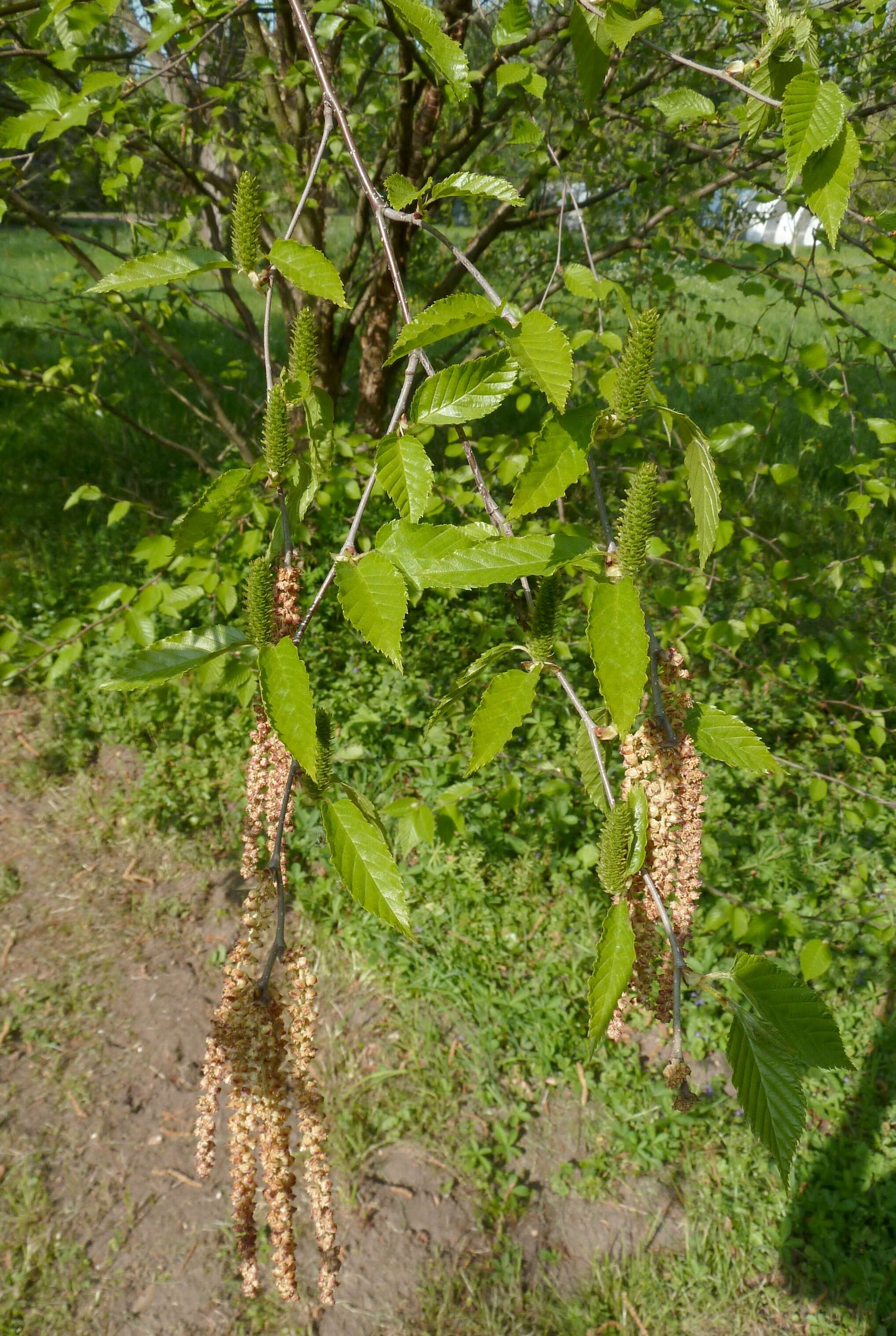 Image of Gray birch