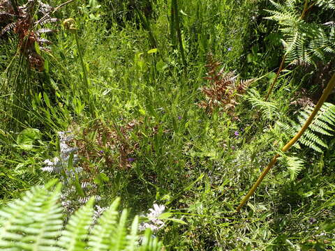 Psoralea plauta C. H. Stirt. resmi