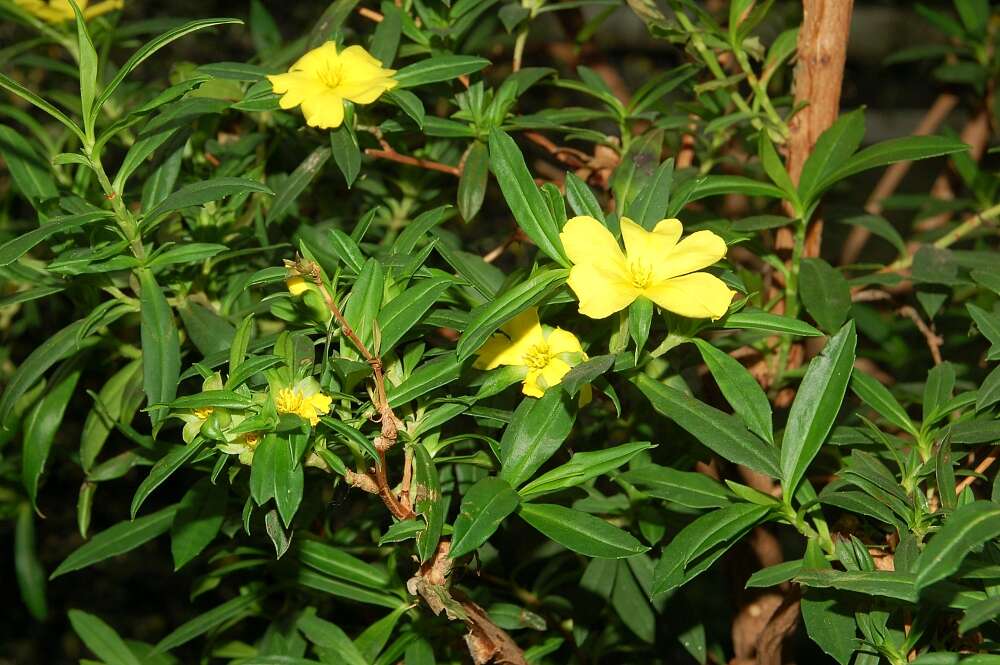 Image of Hibbertia cuneiformis (Labill.) Smith