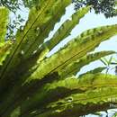 Image of Asplenium antiquum Mak.