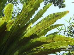 Image of Asplenium antiquum Mak.