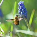 Image de Bombylius discolor Mikan 1796