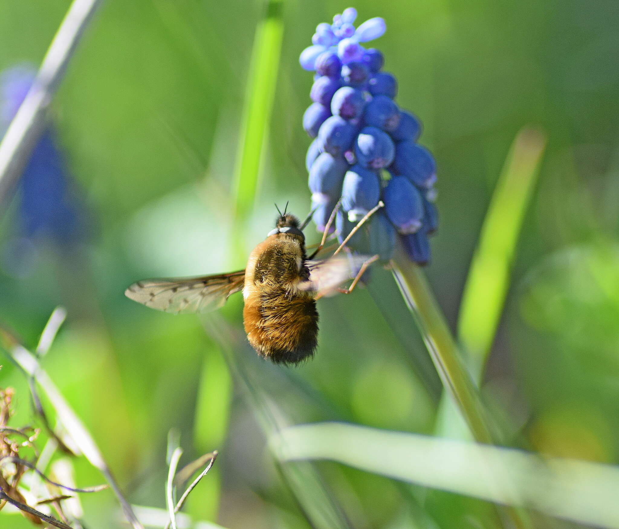 Image of Dotted bee-fly