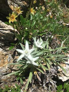 Image of Leontopodium nivale subsp. alpinum (Cass.) Greuter