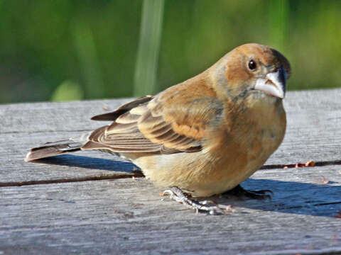 Image of Blue Grosbeak