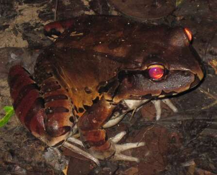 Image of Slender-fingered Bladder Frog