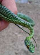 Image of Green Parrot Snake