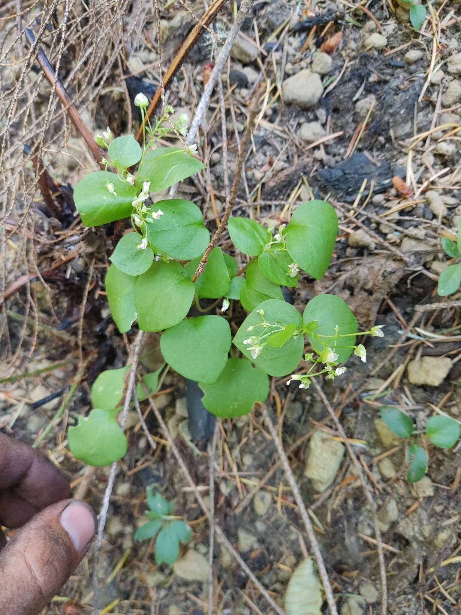 Image of Claytonia sibirica var. sibirica