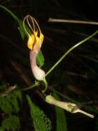 Image of Ceropegia pubescens Wall.