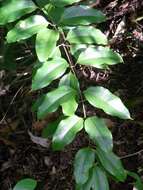 Image of Ripogonum album R. Br.