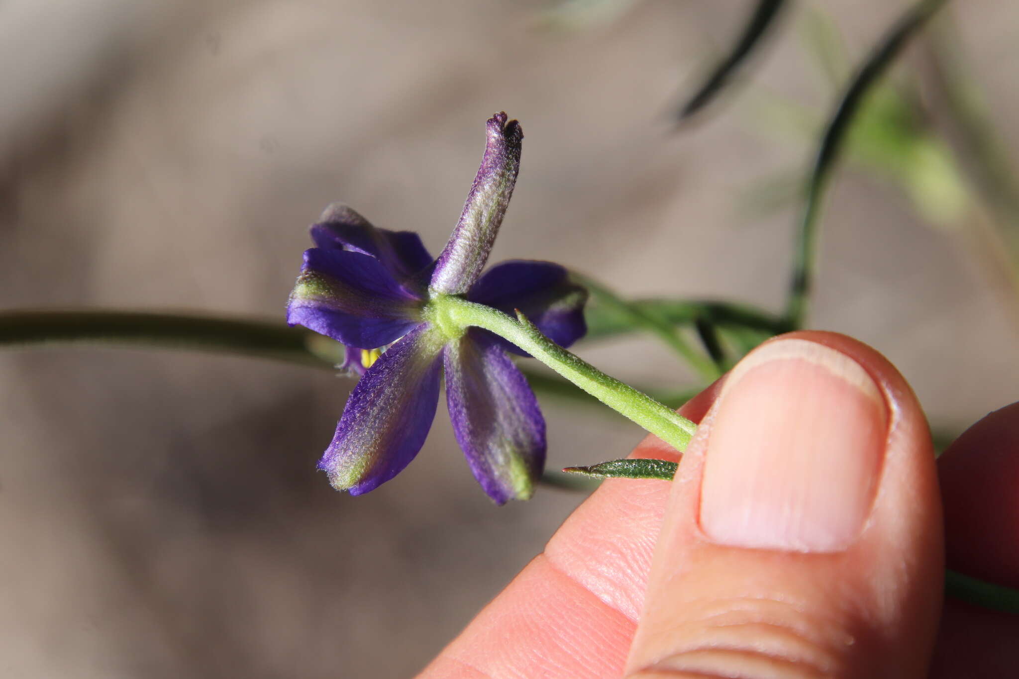 Delphinium patens subsp. hepaticoideum Ewan的圖片