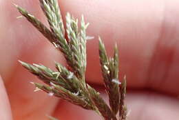 Plancia ëd Eragrostis variabilis (Gaudich.) Steud.